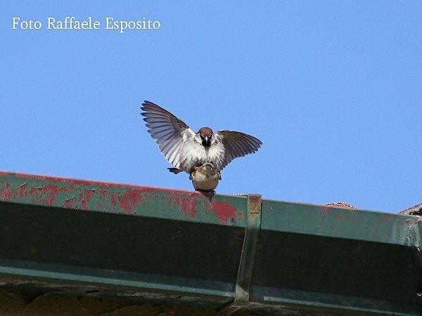 Sequenza di un accoppiamento